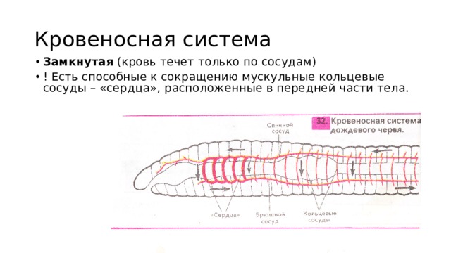 Кровеносная система Замкнутая (кровь течет только по сосудам) ! Есть способные к сокращению мускульные кольцевые сосуды – «сердца», расположенные в передней части тела. 