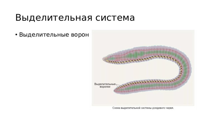 Выделительная система Выделительные воронки 