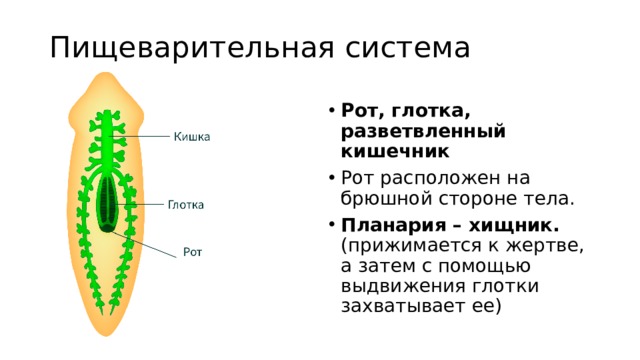 Пищеварительная система планарии рисунок