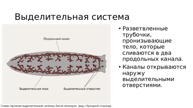 Выделительная система Разветвленные трубочки, пронизывающие тело, которые сливаются в два продольных канала. Каналы открываются наружу выделительными отверстиями. 