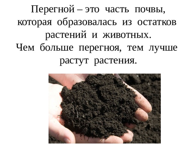 Перегной – это часть почвы, которая образовалась из остатков растений и животных. Чем больше перегноя, тем лучше растут растения. 