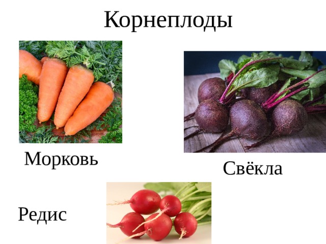 Корнеплоды Морковь Свёкла  Редис  