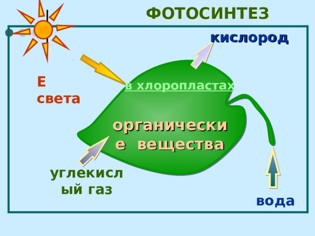 Нарисуйте схему фотосинтеза