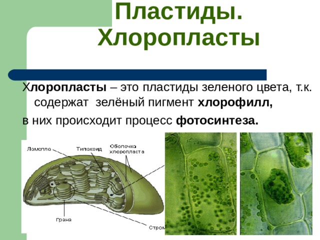 Пластиды содержащие зеленый пигмент. Пластиды содержащие зеленый пигмент хлорофилл. Пластиды содержащие хлорофилл. Хлорофилл в пластидах. Пигмент зеленого цвета биология.