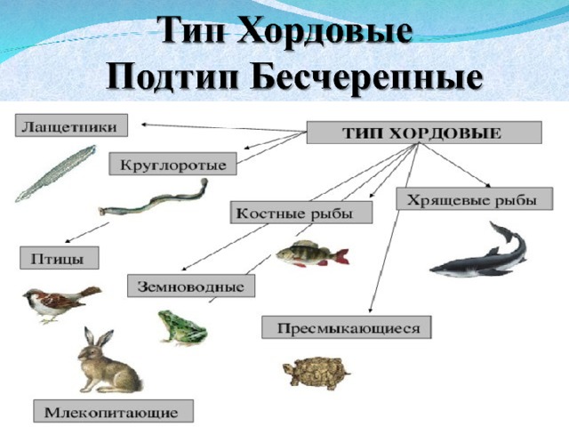 Тип хордовые ланцетник презентация 7 класс биология