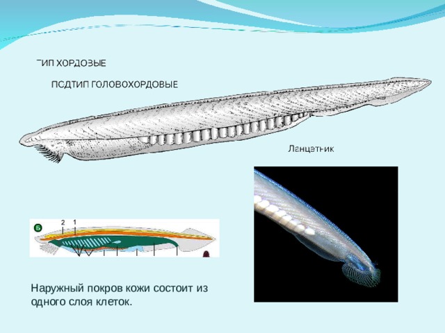 Наружный покров кожи состоит из одного слоя клеток.   