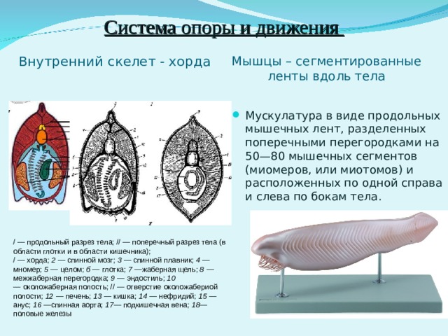 Система опоры и движения Внутренний скелет - хорда Мышцы – сегментированные ленты вдоль тела Мускулатура в виде продольных мышечных лент, разделенных поперечными перегородками на 50—80 мышечных сегментов (миомеров, или миотомов) и расположенных по одной справа и слева по бокам тела. / — продольный разрез тела; // — поперечный разрез тела (в области глотки и в области кишечника); / — хорда;  2  — спинной мозг;  3 —  спинной плавник;  4  — мномер;  5 —  целом;  б  — глотка;  7 — жаберная щель;  8  — межжаберная перегородка;  9  — эндостиль;  10 —  околожаберная полость; // — отверстие околожабериой полости;  12  — печень;  13  — кишка;  14  — нефридий;  15  — анус;  16 — спинная аорта;  17 — подкишечная вена;  18 — половые железы 