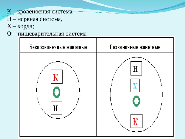 К – кровеносная система,  Н – нервная система,  Х – хорда;  О  – пищеварительная система 