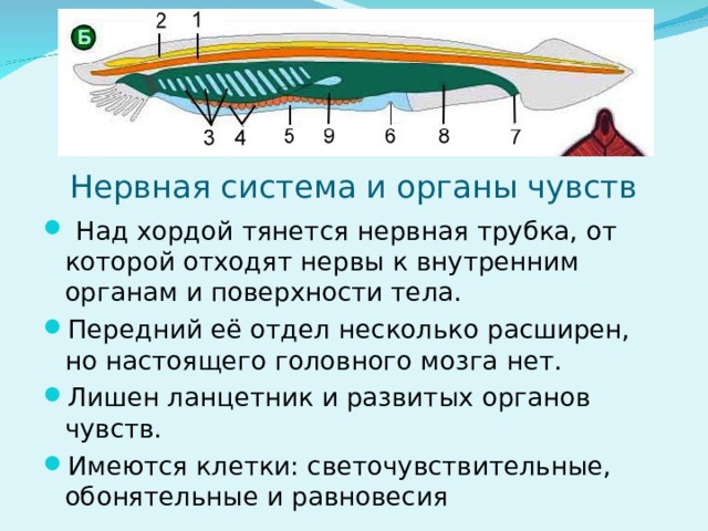 Нервная система и органы чувств   Над хордой тянется нервная трубка, от которой отходят нервы к внутренним органам и поверхности тела. Передний её отдел несколько расширен, но настоящего головного мозга нет. Лишен ланцетник и развитых органов чувств. Имеются клетки: светочувствительные, обонятельные и равновесия  