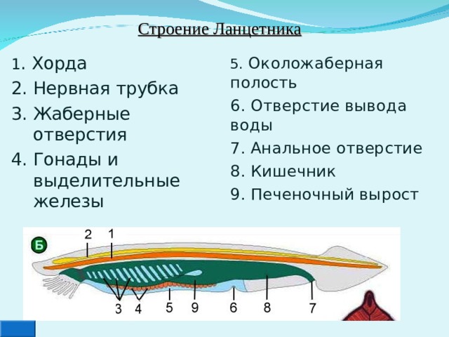 Строение Ланцетника 5. Околожаберная полость 6. Отверстие вывода воды 7. Анальное отверстие 8. Кишечник 9. Печеночный вырост 1 . Хорда 2. Нервная трубка 3. Жаберные отверстия 4. Гонады и выделительные железы 