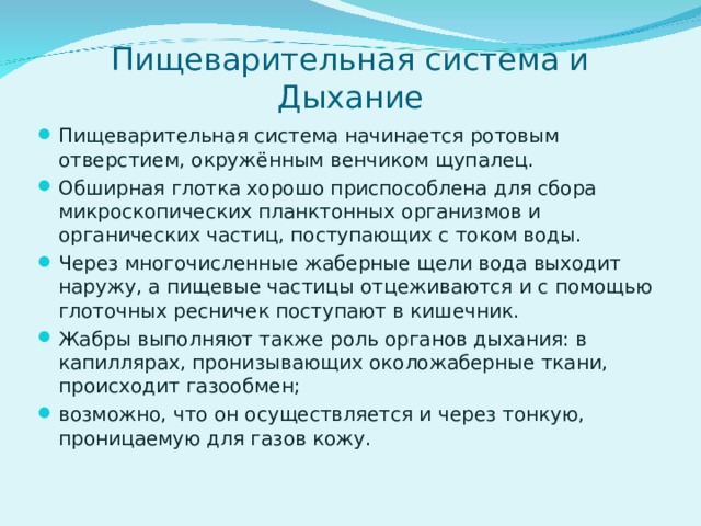 Пищеварительная система и Дыхание Пищеварительная система начинается ротовым отверстием, окружённым венчиком щупалец. Обширная глотка хорошо приспособлена для сбора микроскопических планктонных организмов и органических частиц, поступающих с током воды. Через многочисленные жаберные щели вода выходит наружу, а пищевые частицы отцеживаются и с помощью глоточных ресничек поступают в кишечник. Жабры выполняют также роль органов дыхания: в капиллярах, пронизывающих околожаберные ткани, происходит газообмен; возможно, что он осуществляется и через тонкую, проницаемую для газов кожу. 