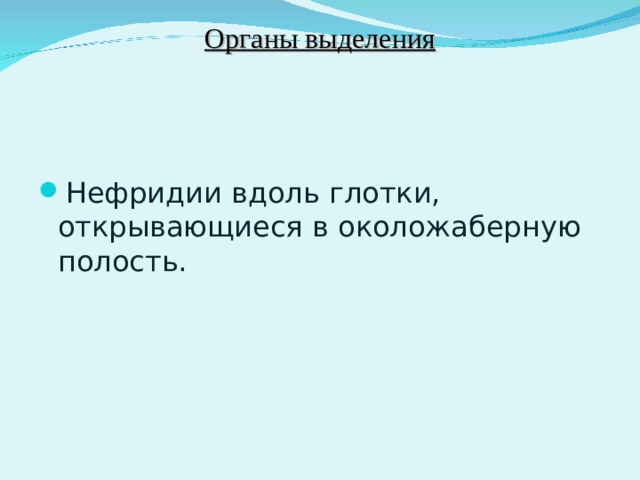 Органы выделения Нефридии вдоль глотки, открывающиеся в околожаберную полость.  