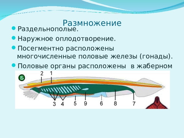 Раздельнополые. Наружное оплодотворение. Посегментно расположены многочисленные половые железы (гонады). Половые органы расположены в жаберном отделе  Размножение   