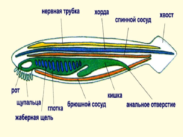 Схема строения ланцетника