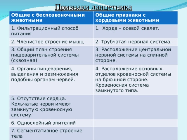 Признаки ланцетника Общие с беспозвоночными животными Общие признаки с хордовыми животными 1. Фильтрационный способ питания Хорда – осевой скелет. 2. Членистое строение мышц 2. Трубчатая нервная система. 3. Общий план строения пищеварительной системы (сквозная) 3. Расположение центральной нервной системы на спинной стороне. 4. Органы пищеварения, выделения и размножения подобны органам червей. 4. Расположение основных отделов кровеносной системы на брюшной стороне. Кровеносная система замкнутого типа. 5. Отсутствие сердца. Кольчатые черви имеют замкнутую кровеносную систему. 6. Однослойный эпителий 7. Сегментативное строение тела 