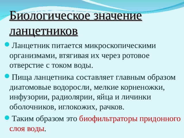 Биологическое значение ланцетников Ланцетник питается микроскопическими организмами, втягивая их через ротовое отверстие с током воды. Пища ланцетника составляет главным образом диатомовые водоросли, мелкие корненожки, инфузории, радиолярии, яйца и личинки оболочников, иглокожих, рачков. Таким образом это биофильтраторы придонного слоя воды .  