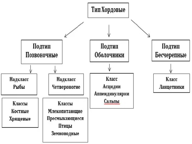 Контрольная работа по биологии по теме хордовые