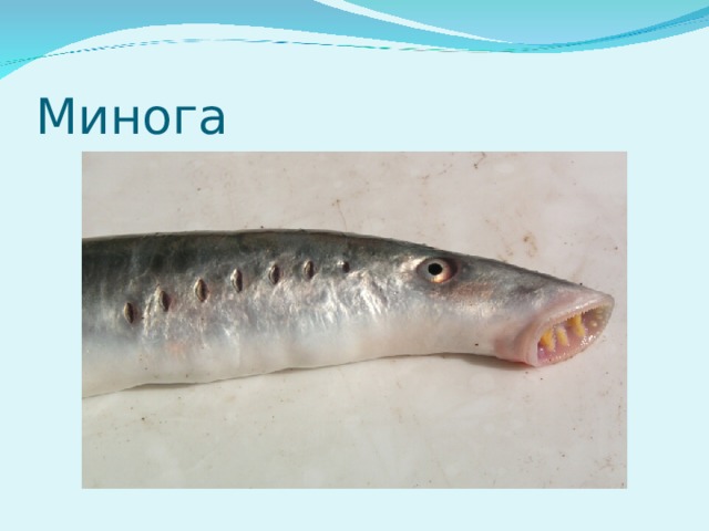 Минога 