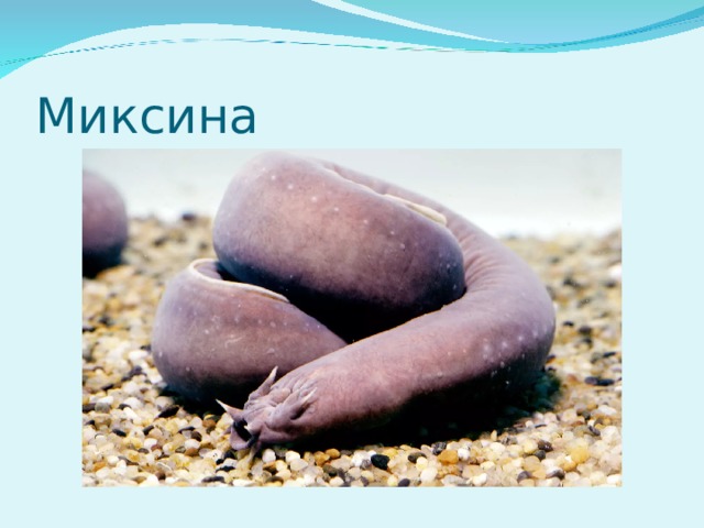 Миксина 