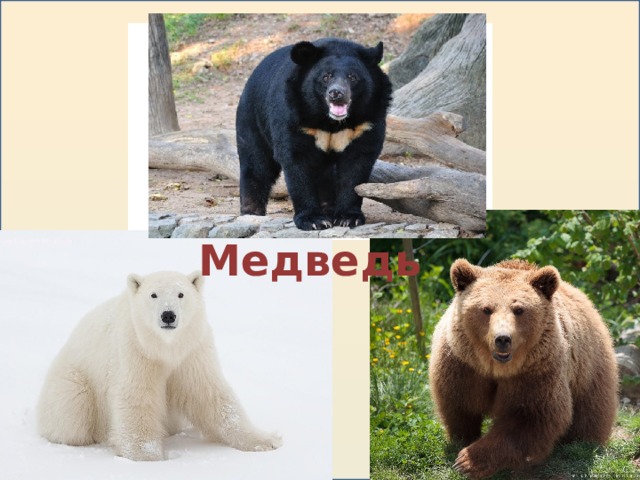 Медведь