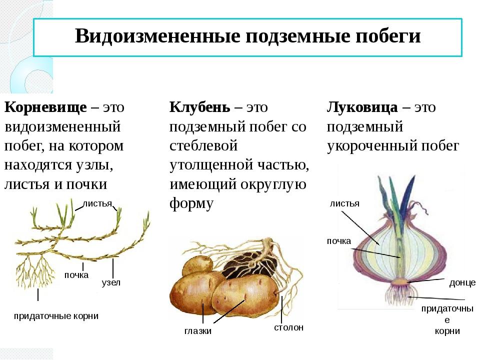 Диаграмма лука репчатого