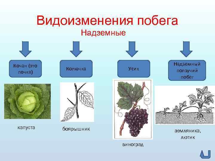 Стебель видоизмененный побег. Надземные метаморфозы побега таблица. Видоизменения надземных побегов таблица. Видоизмененные надземные побеги таблица. Видоизмененные надземные побеги функции.