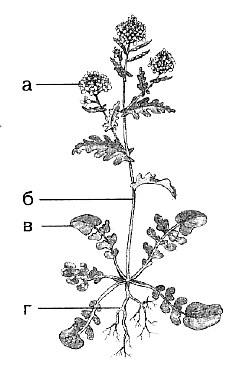 Тест по биологии 6 класс стебель. Органы растений без подписей. Растение схема без подписей. Органы цветкового растения без подписей. Органы растений рисунок без подписей.
