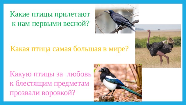 Какие птицы прилетают  к нам первыми весной? Какая птица самая большая в мире? Какую птицы за любовь к блестящим предметам прозвали воровкой? 