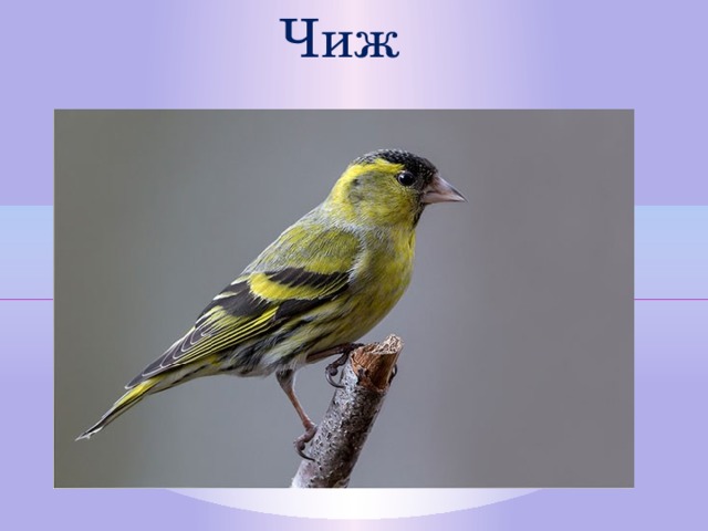 Чиж  