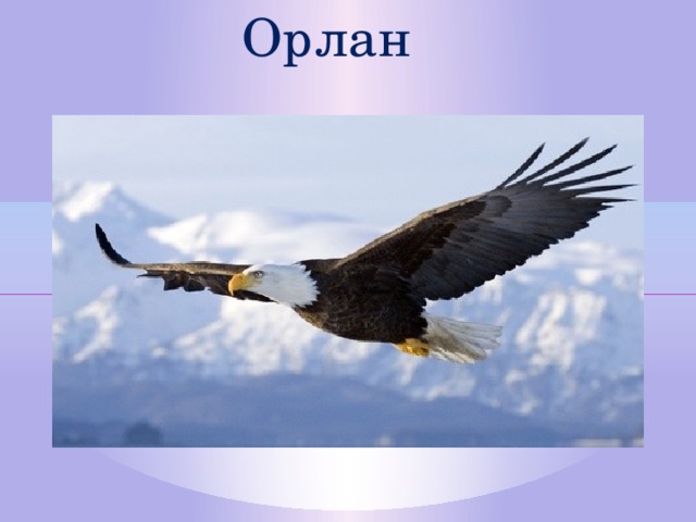 Орлан  