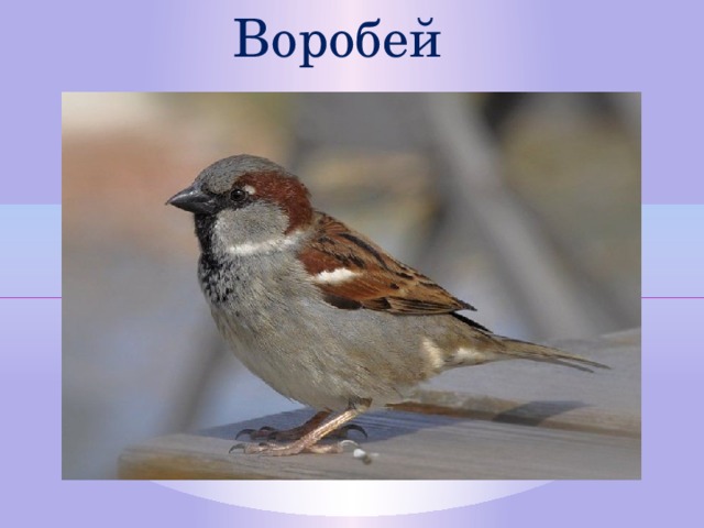 Воробей  