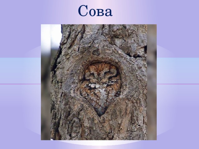 Сова  