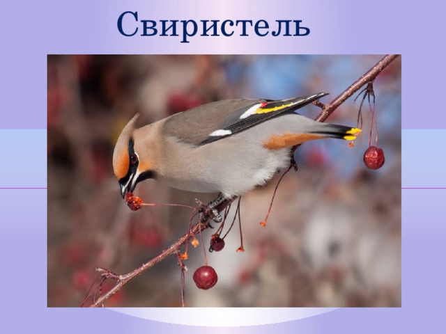 Свиристель  