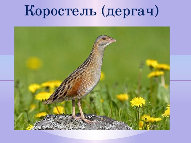 Коростель (дергач)  