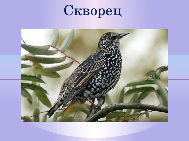 Скворец  