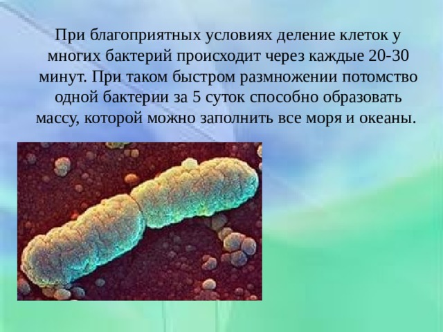 Что происходит с бактериями