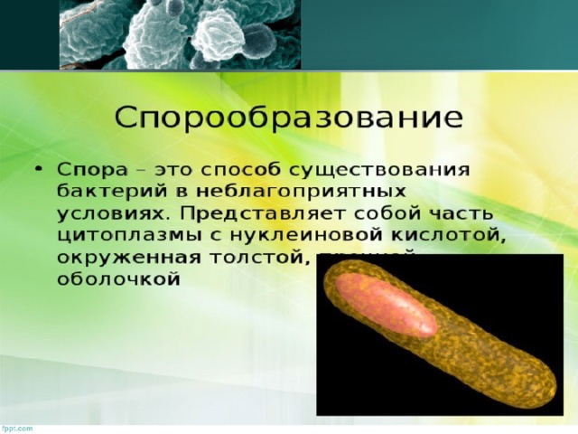 Бактерии образующие споры в неблагоприятных условиях. Молочнокислые бактерии строение. Какие бактерии образуют полезные ископаемые. Уксус образуют бактерии или грибы. Доклад бактериальные вещества.