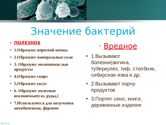 Значение бактерий ПОЛЕЗНОЕ 1.Образуют перегной почвы 2.Образуют минеральные соли 3. Образуют молочнокислые продукты 4.Образуют спирт 5,Образуют уксус 6. Образуют полезные ископаемые(газ, руды,) 7.Используются для получения антибиотиков, фермент  Вредное  Вредное  Вредное 1.Вызывают болезни(ангина, туберкулез, тиф, столбняк, сибирская язва и др. 2.Вызывают порчу продуктов 3.Портят сено, книги, деревянные изделия 
