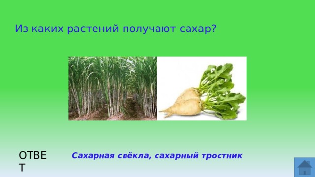 Из каких растений получают сахар? ОТВЕТ Сахарная свёкла, сахарный тростник  