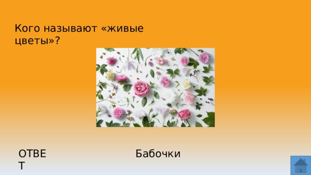 Кого называют «живые цветы»? ОТВЕТ Бабочки  