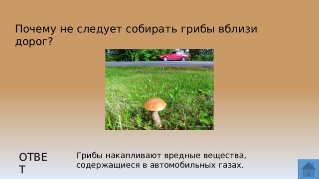 Почему не следует собирать грибы вблизи дорог? ОТВЕТ Грибы накапливают вредные вещества, содержащиеся в автомобильных газах.  