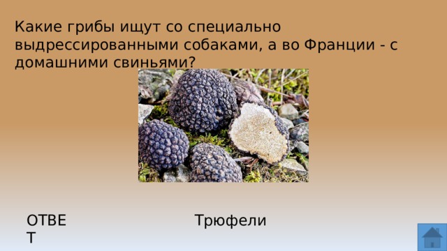 Какие грибы ищут со специально выдрессированными собаками, а во Франции - с домашними свиньями? ОТВЕТ Трюфели  