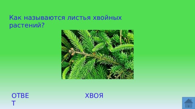 Как называются листья хвойных растений? ОТВЕТ ХВОЯ  