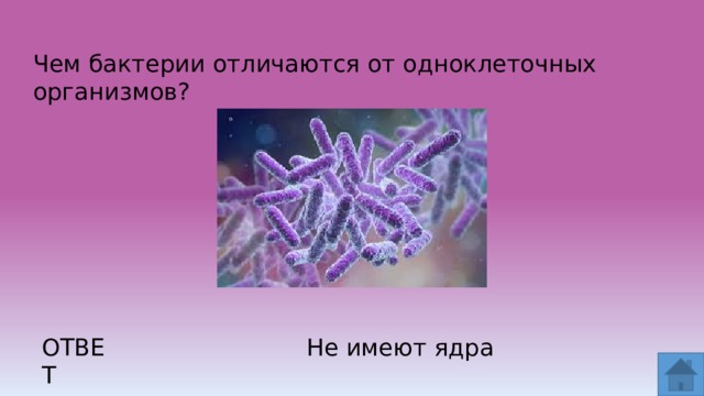 Чем бактерии отличаются от одноклеточных организмов? ОТВЕТ Не имеют ядра  