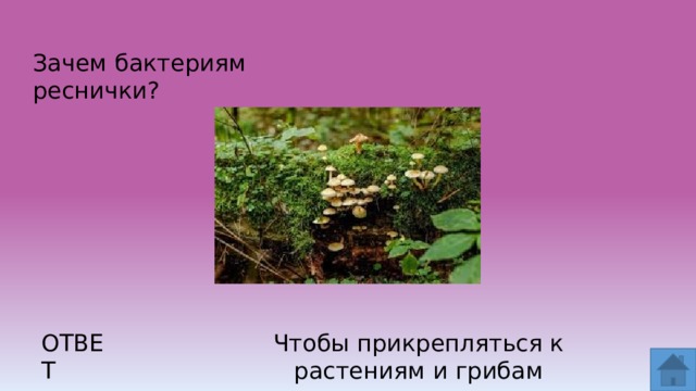 Зачем бактериям реснички? ОТВЕТ Чтобы прикрепляться к растениям и грибам  