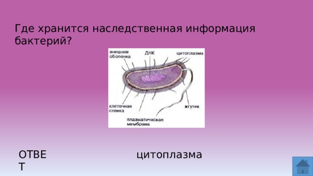 Что обозначено на рисунке цифрой 3 ложноножка цитоплазма пищеварительная вакуоль ядро ответ