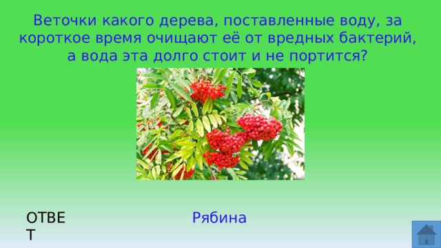 Веточки какого дерева, поставленные воду, за короткое время очищают её от вредных бактерий, а вода эта долго стоит и не портится? ОТВЕТ Рябина  