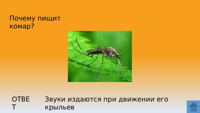 Почему ночью издают звуки. Почему комары пищат. Комар пищит. Звук комаров почему.