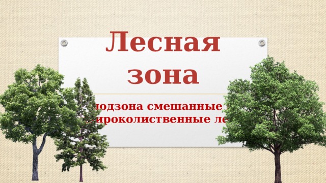 Лесная зона подзона смешанные и широколиственные леса 