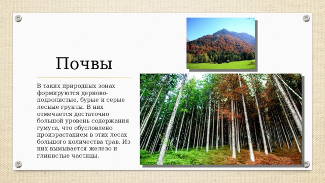 Почвы В таких природных зонах формируются дерново-подзолистые, бурые и серые лесные грунты. В них отмечается достаточно большой уровень содержания гумуса, что обусловлено произрастанием в этих лесах большого количества трав. Из них вымывается железо и глинистые частицы. 